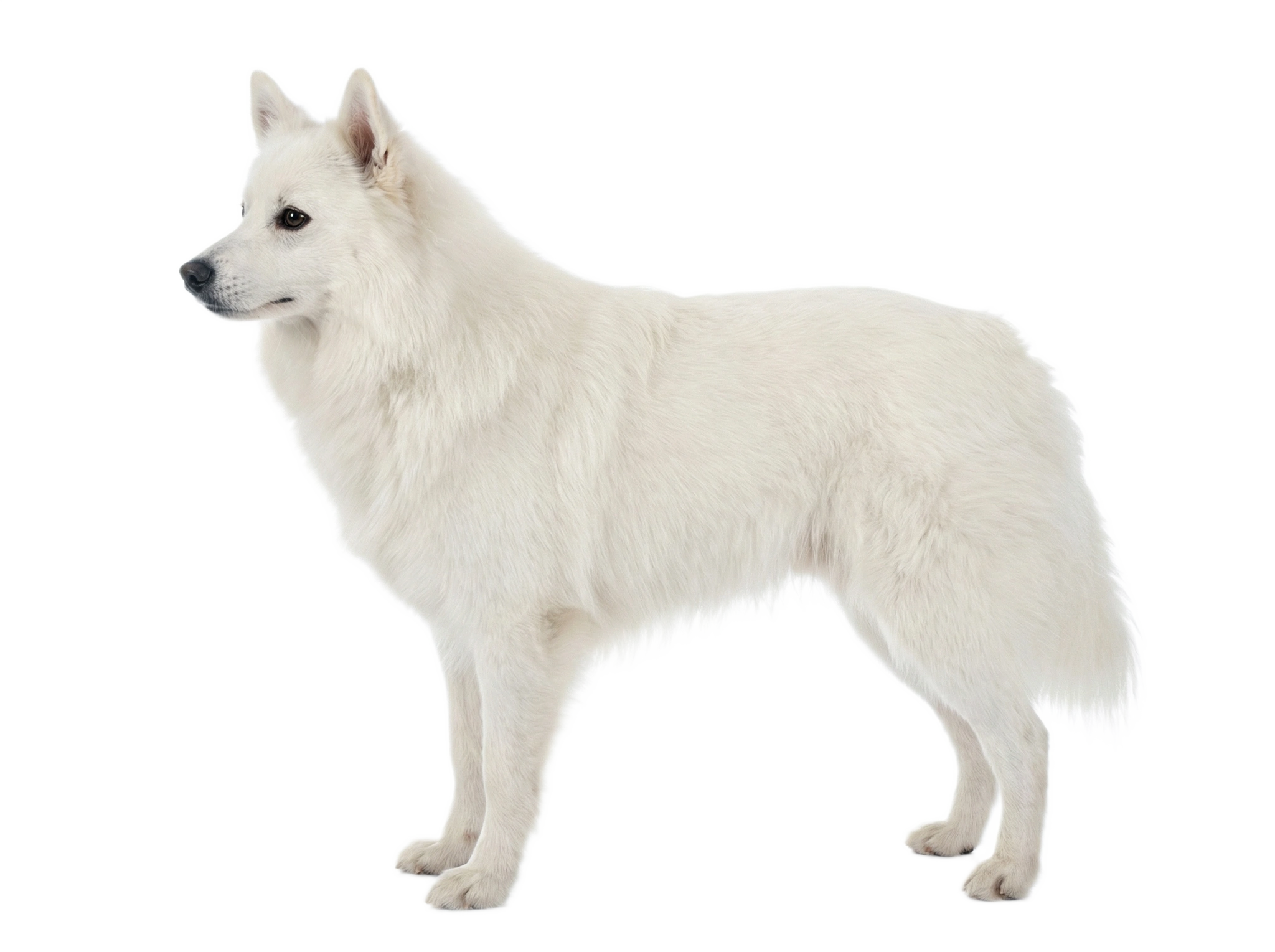American Eskimo Dog: Complete Breed Profile