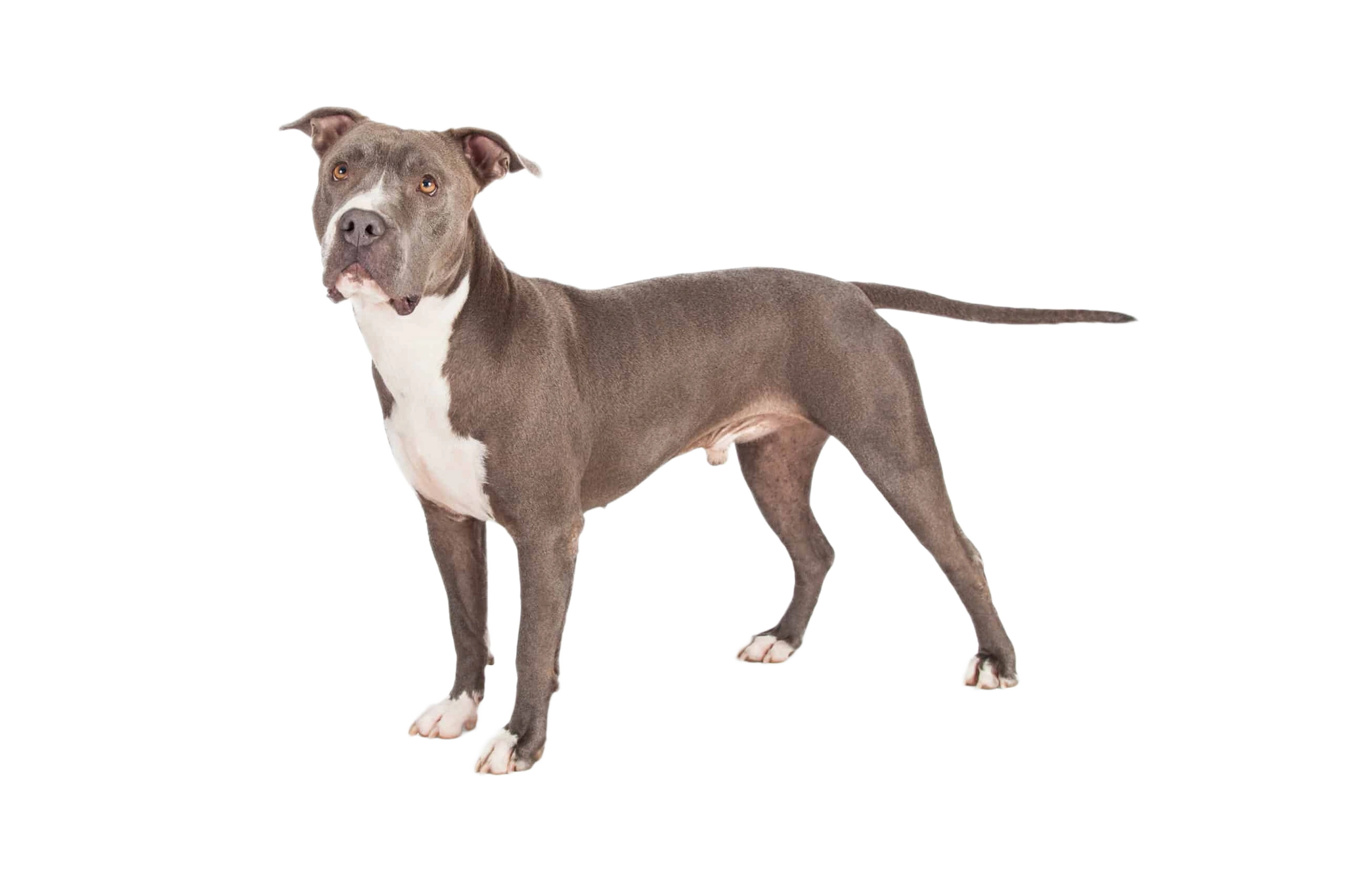 American Staffordshire Terrier