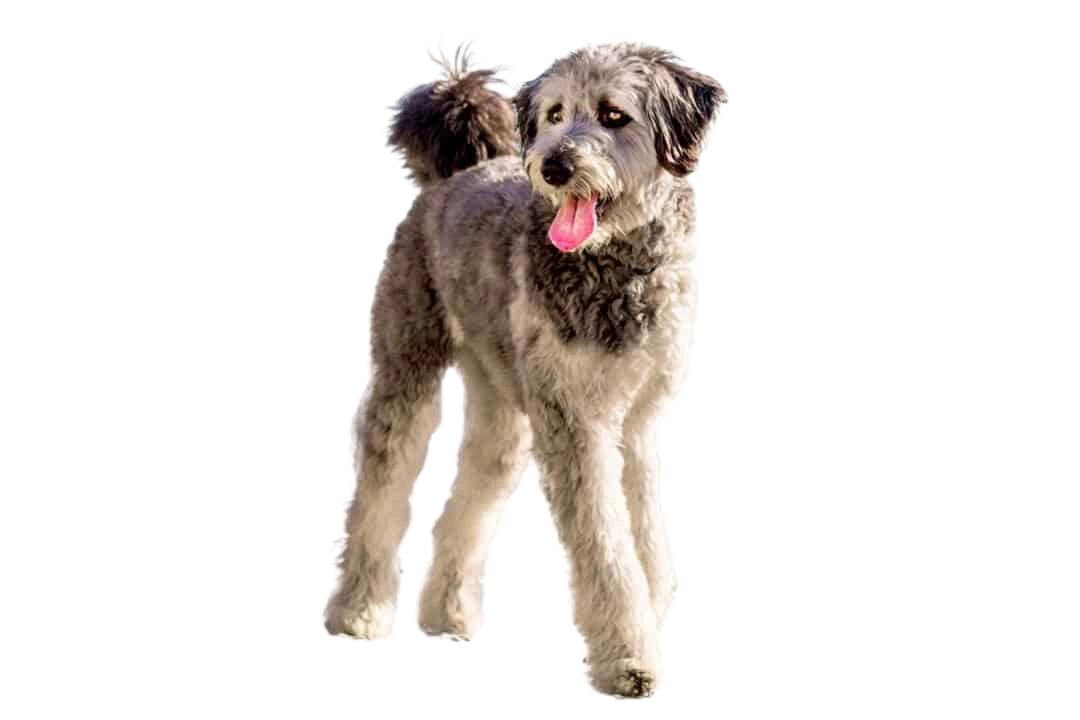 Aussiedoodle