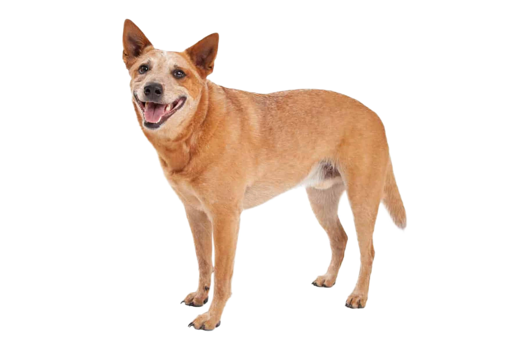 Australian Cattle Dog