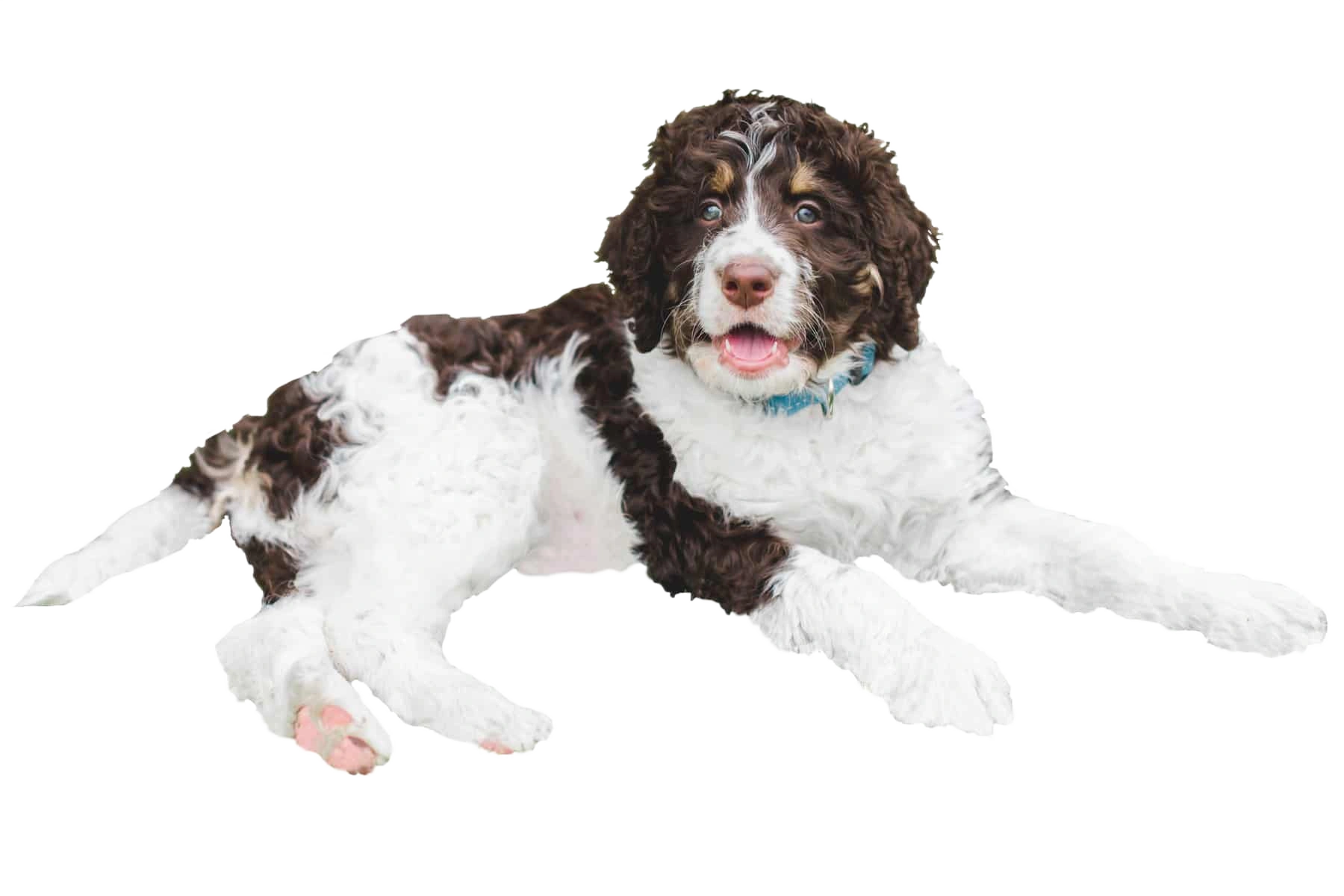 Bernedoodle