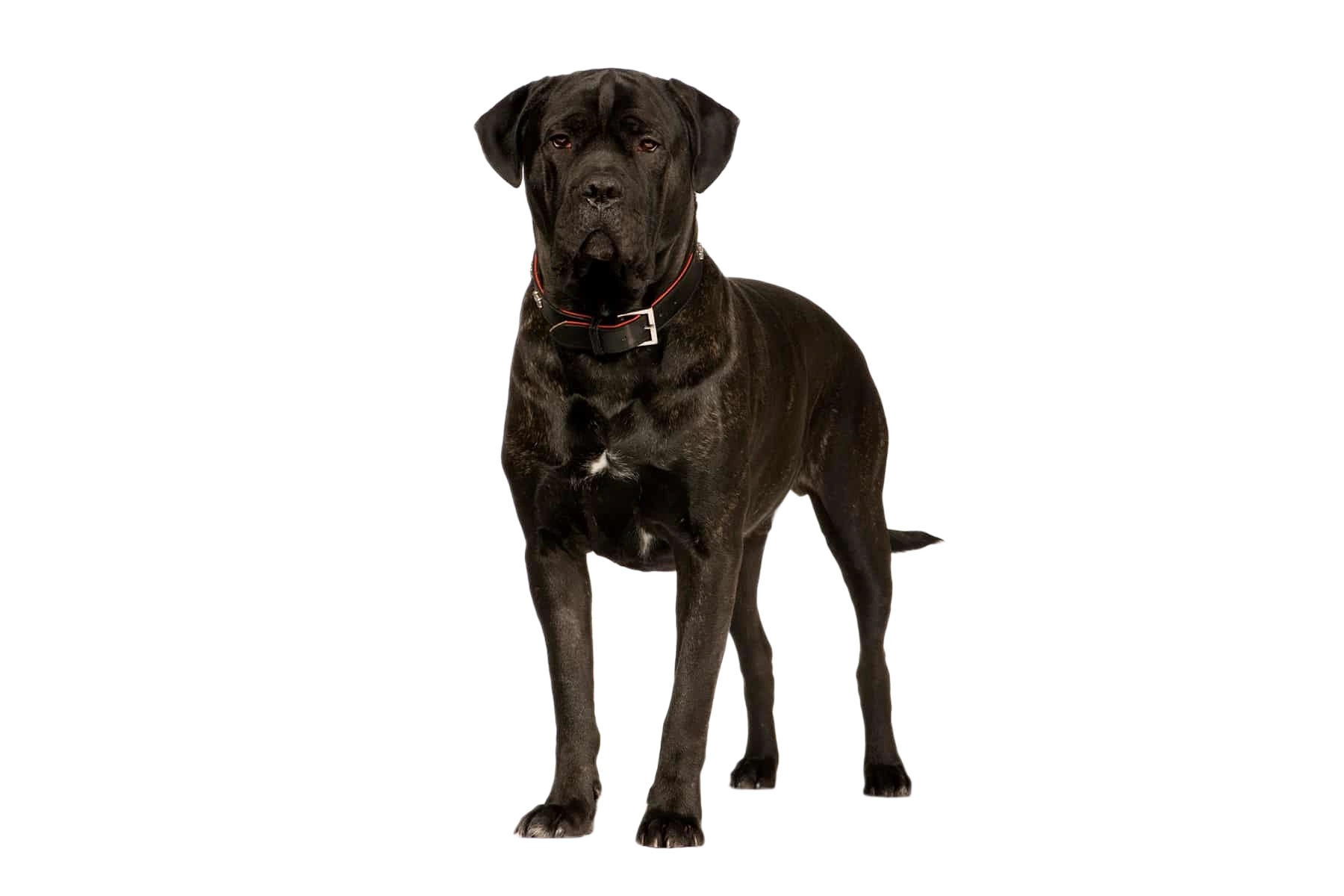 Cane Corso Italiano