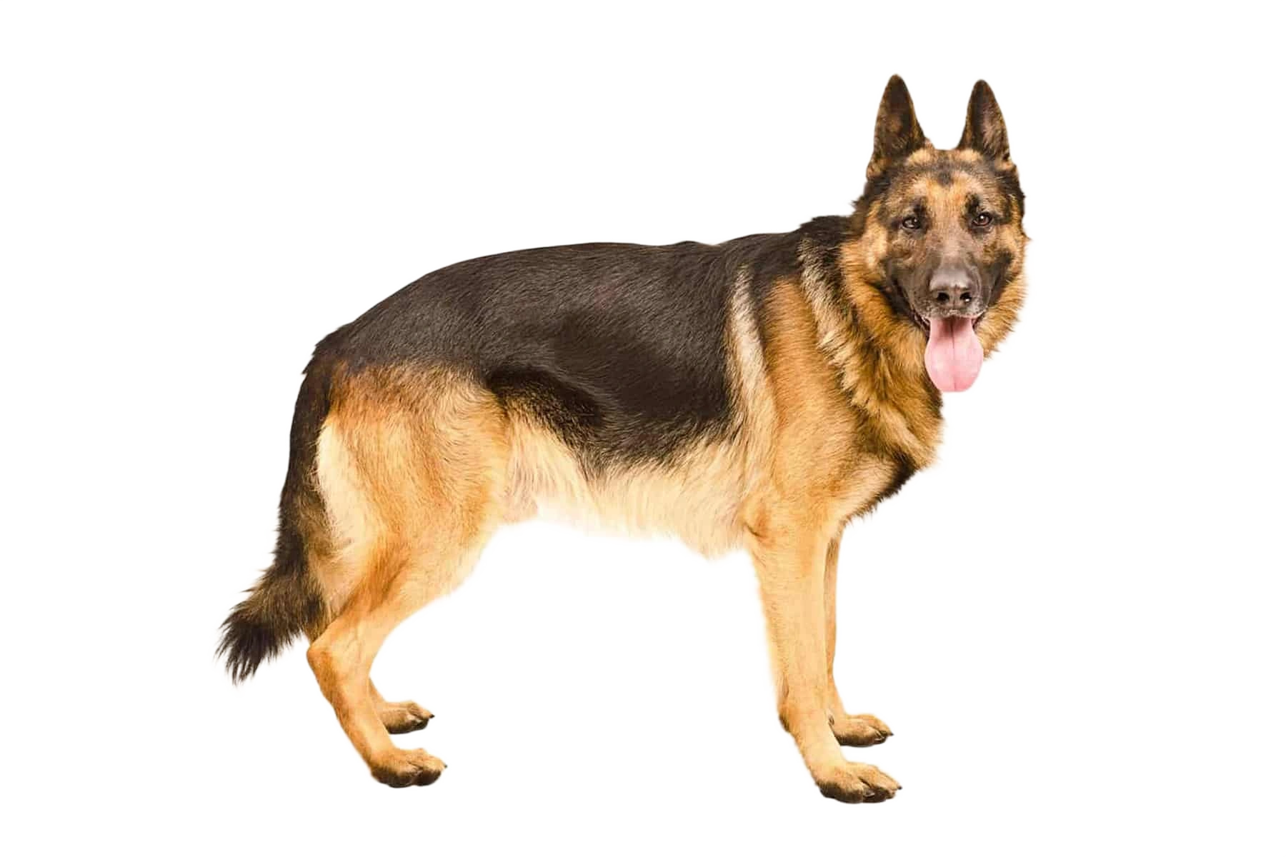 Deutscher Schäferhund