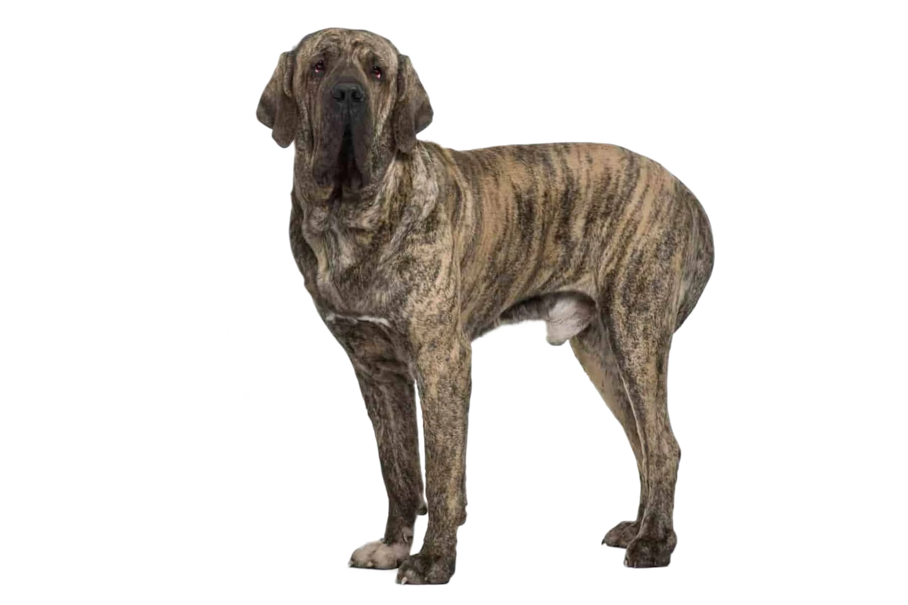 Fila Brasileiro