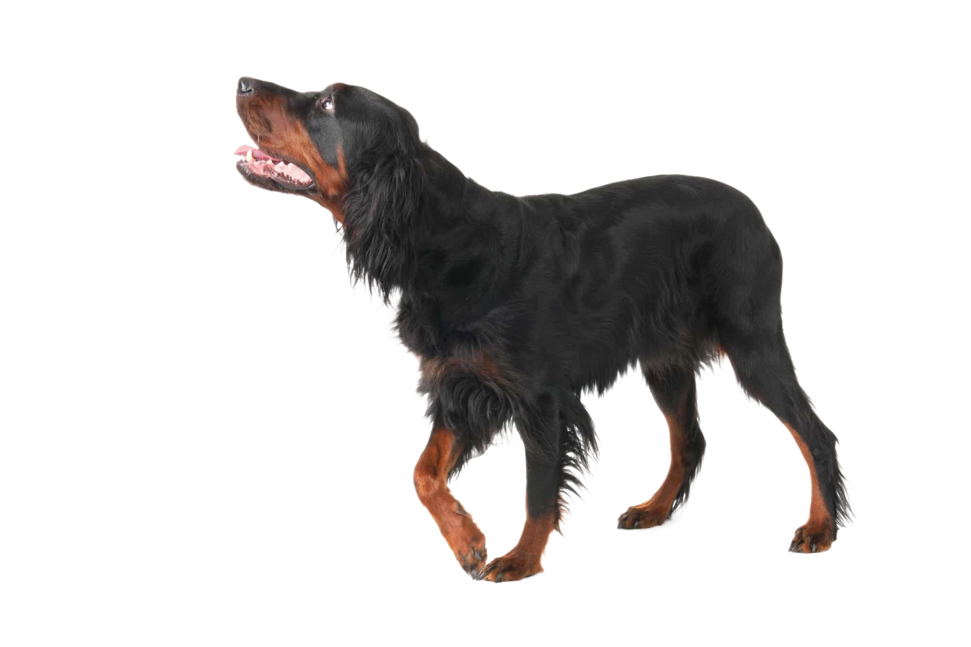 Gordon Setter