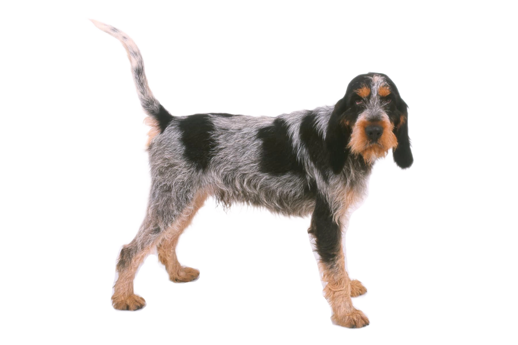 Griffon Bleu de Gascogne