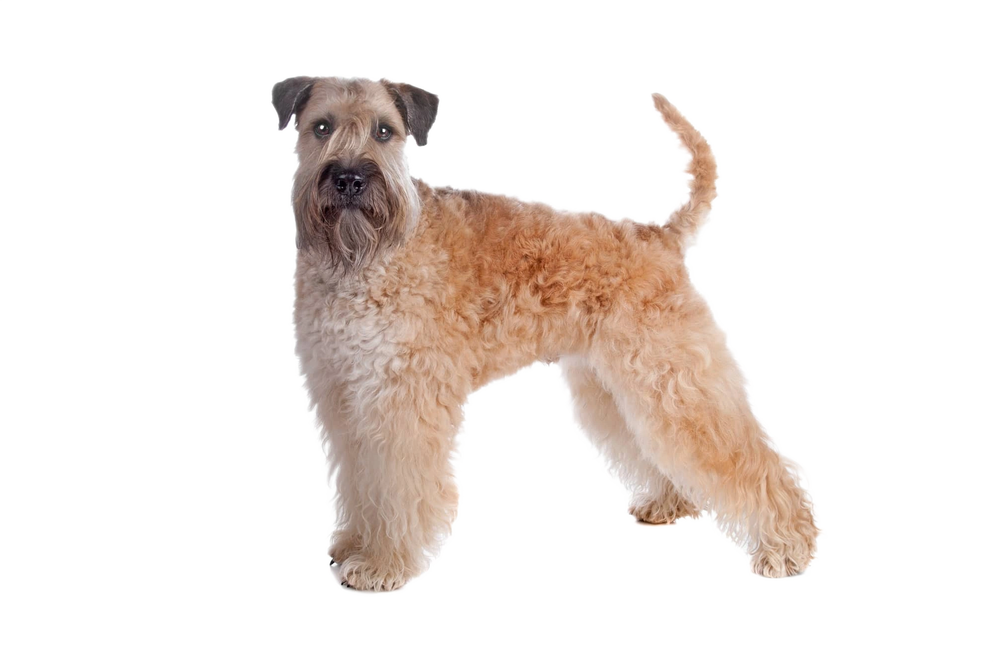 Irish Soft Coated Wheaten Terrier