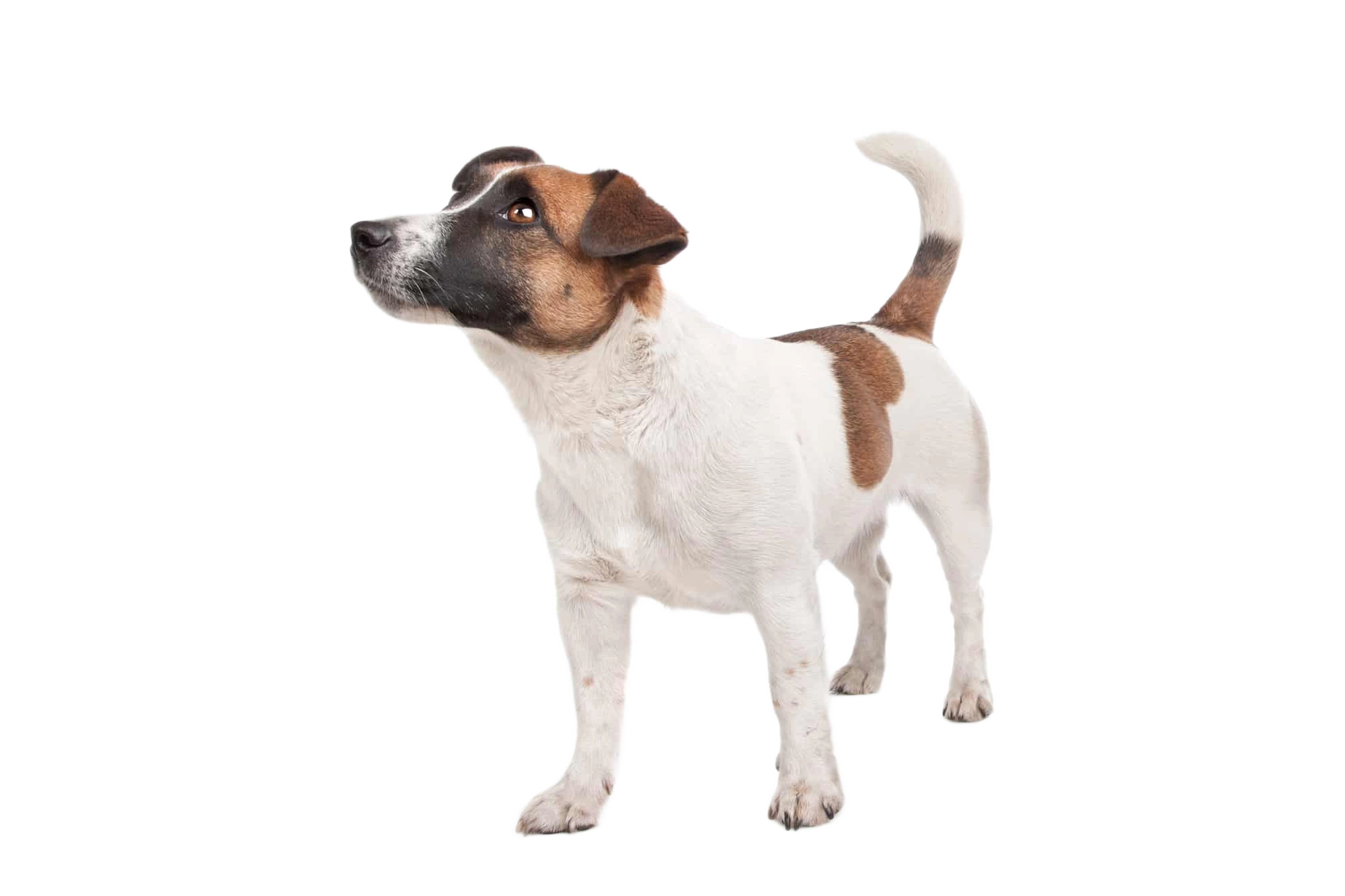 Jack Russell Terrier