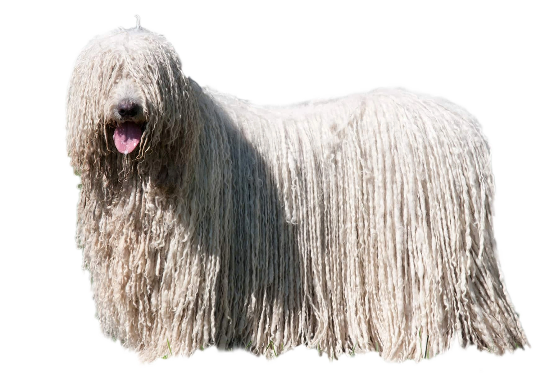 Komondor