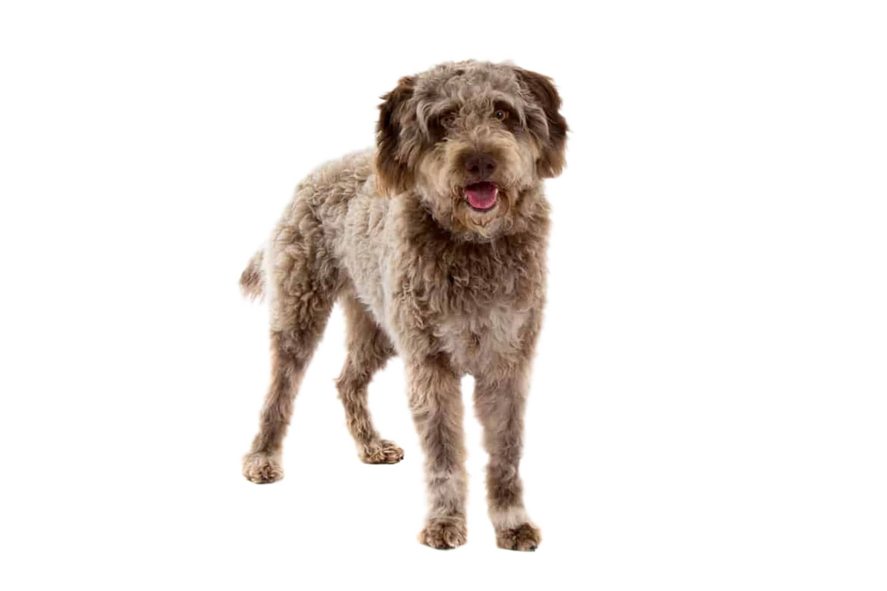 Lagotto Romagnolo