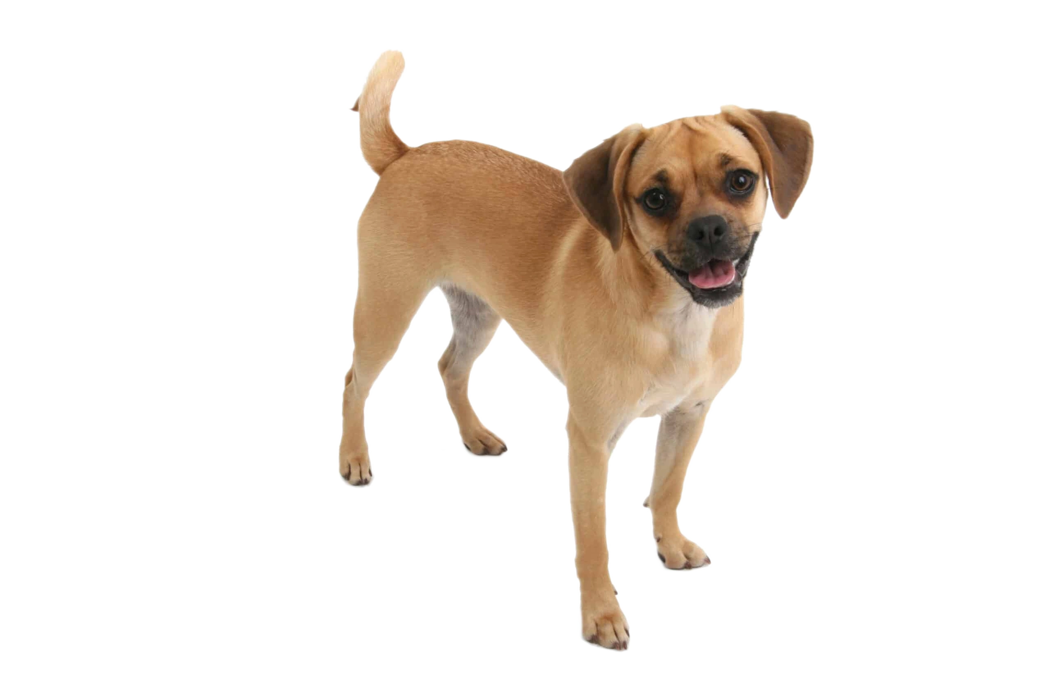 Puggle