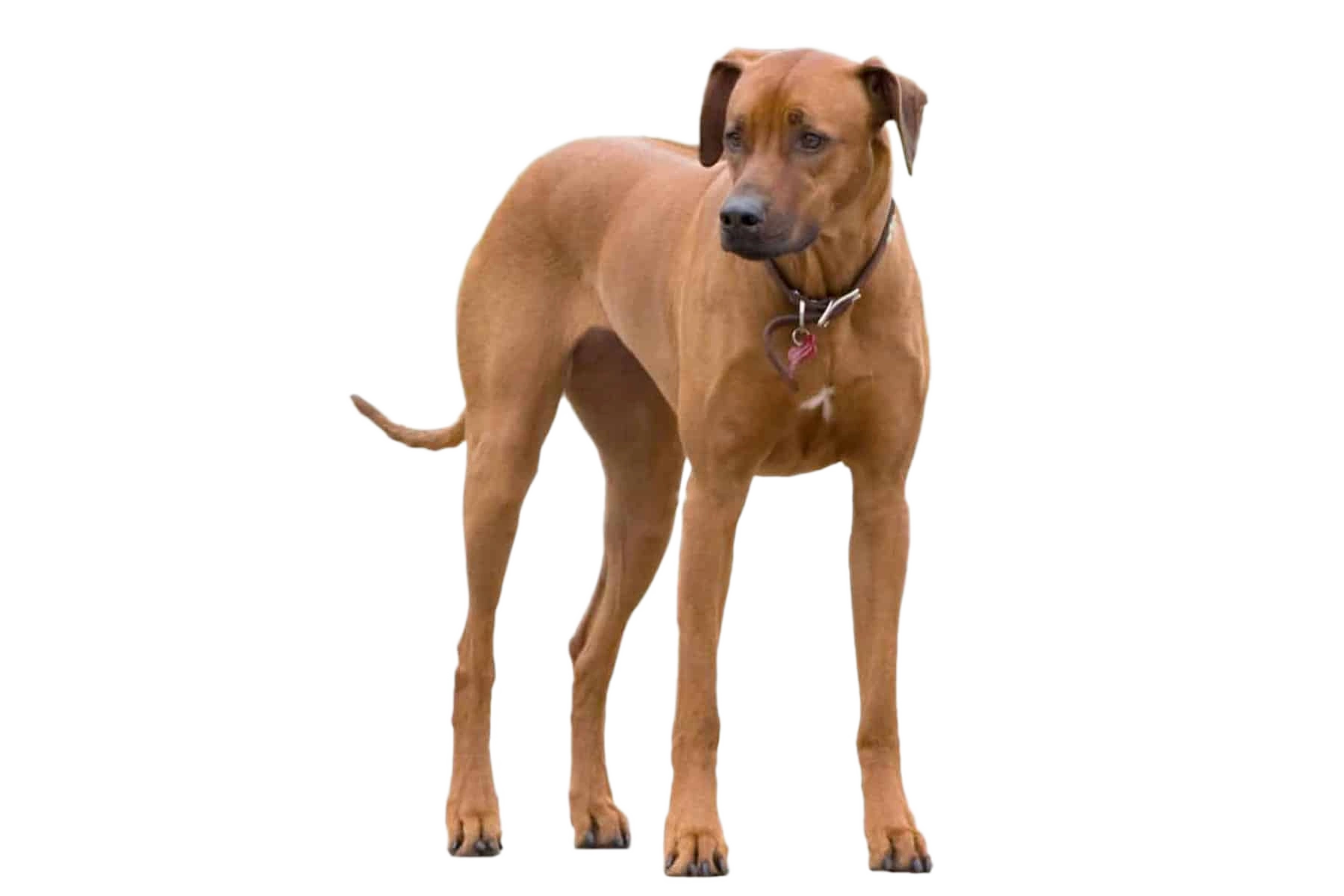 Rhodesian Ridgeback
