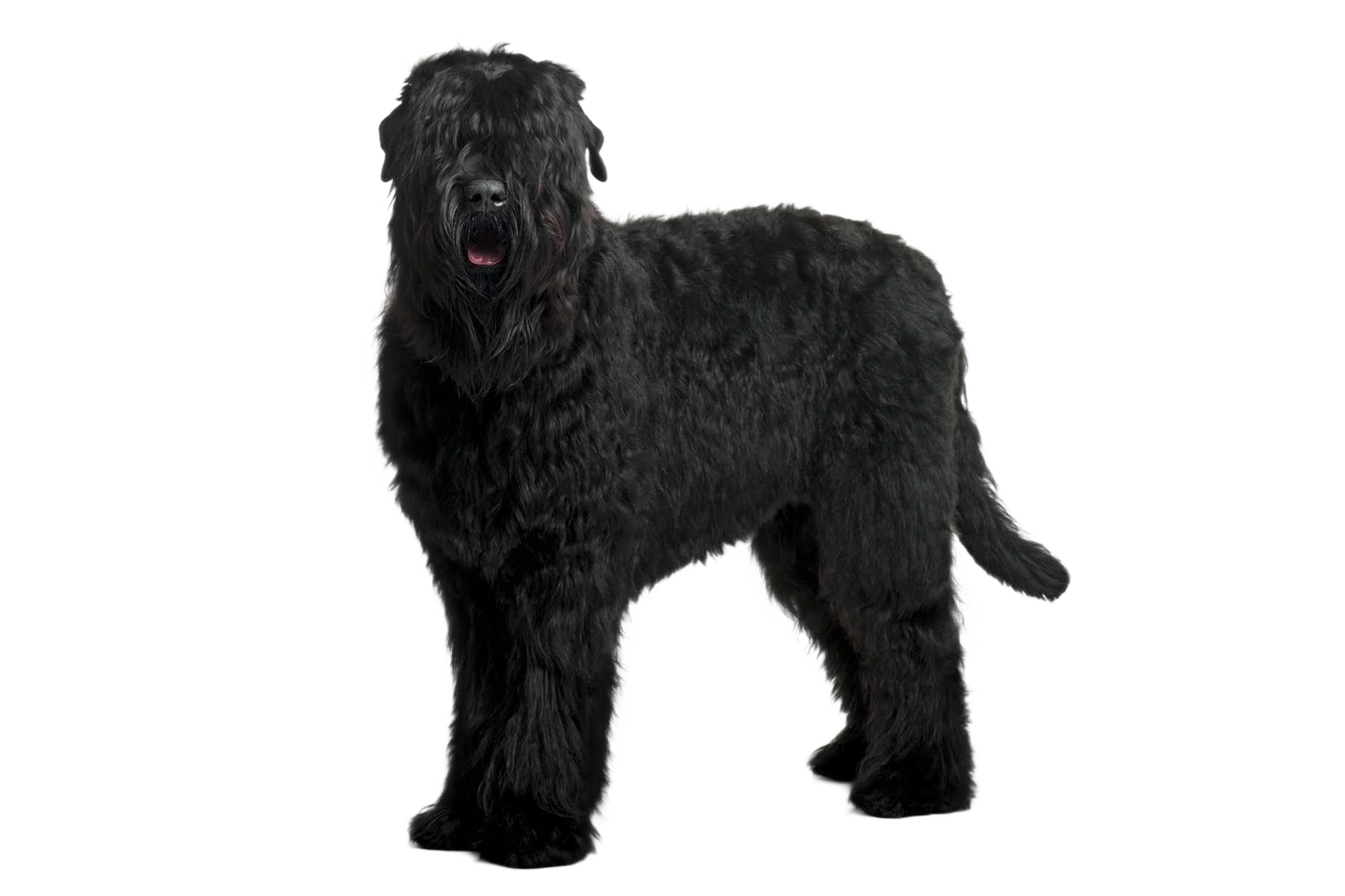 Russischer Schwarzer Terrier