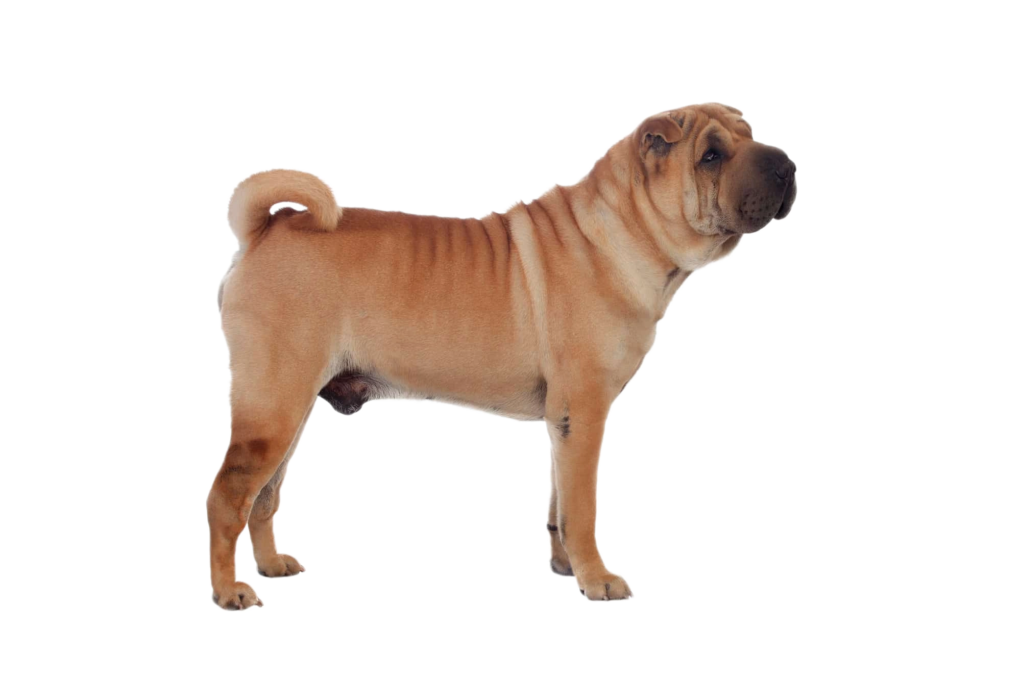 Shar-Pei