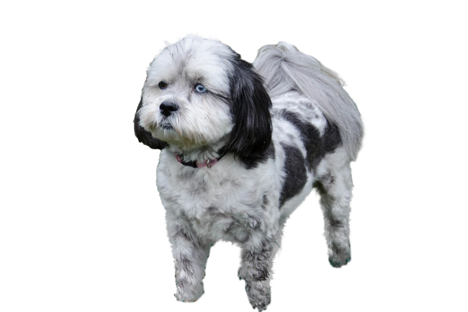 Shih Poo