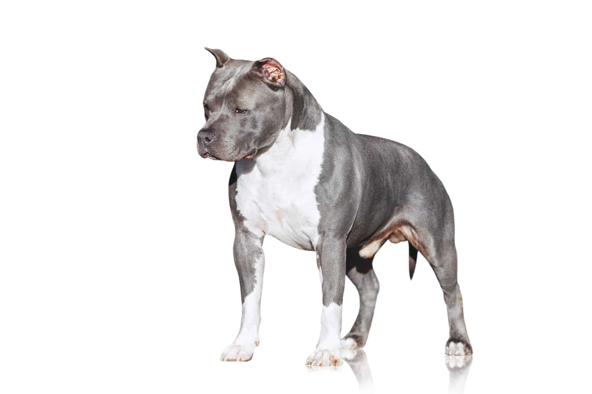 Staffordshire Bull Terrier