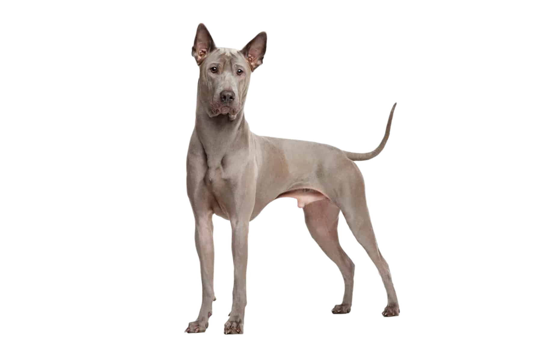 Thai Ridgeback Dog