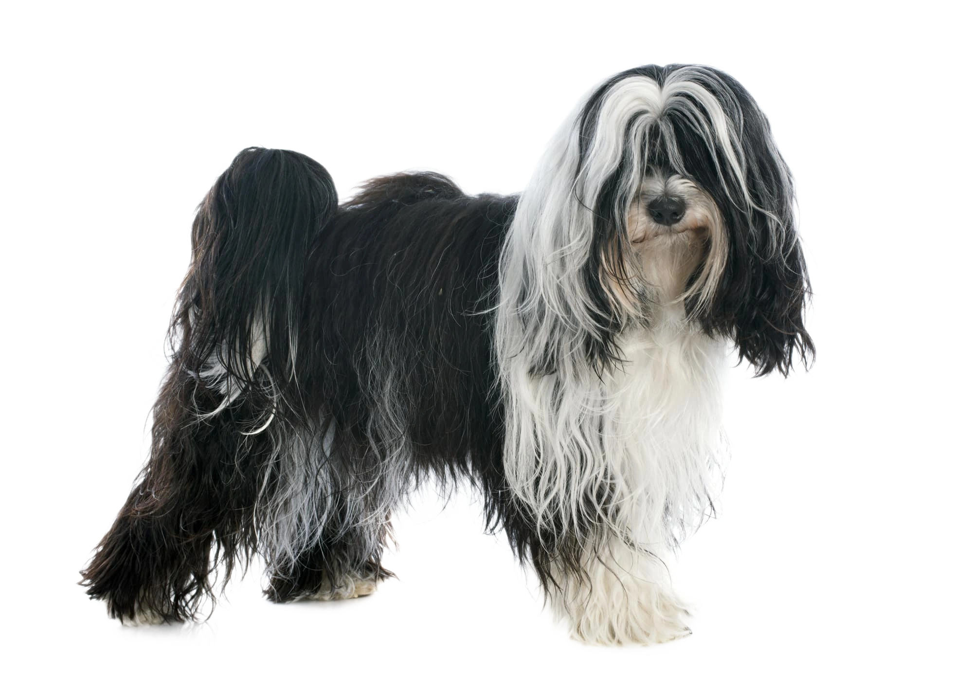 Tibetan Terrier