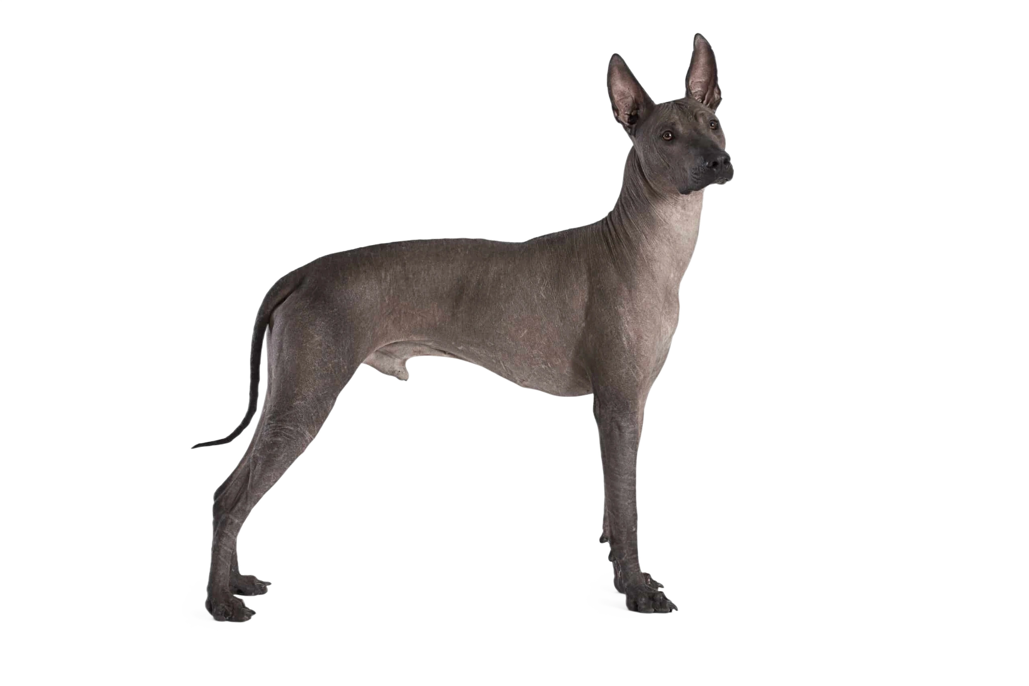 Xoloitzcuintle