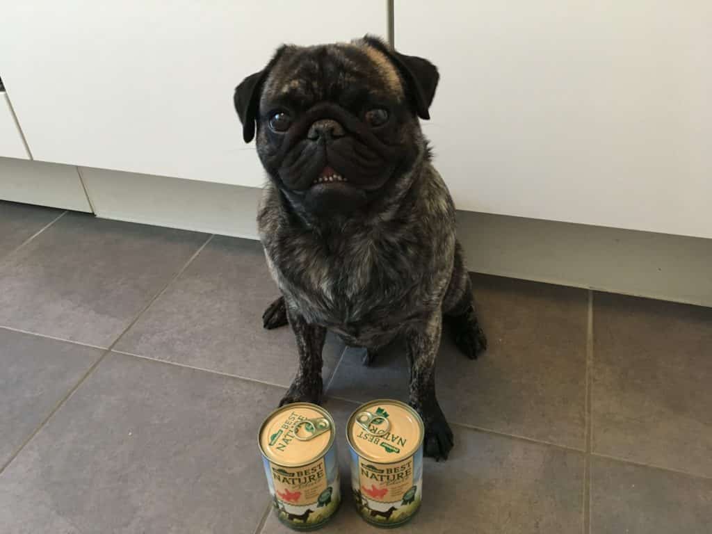 Dehner Hundefutter Test 2026: berraschend?