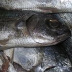 Nahaufnahme eines Stapels frischer ganzer Fische mit glänzenden Schuppen, perfekt für Schonkost-Rezepte. Die Fische sind geschichtet, sodass ihre strukturierte Haut und detaillierte Flossen sichtbar sind. Das Bild fängt den natürlichen Glanz und die Textur ein, ideal für die Zubereitung nahrhafter Mahlzeiten für Ihren Hund.