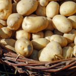 Ein Korb voller frischer, ungeschälter Kartoffeln, perfekt für Schonkost-Rezepte. Die Kartoffeln haben eine hellbraune, erdige Schale und sind unterschiedlich groß. Der geflochtene Korb ist übervoll, am Boden ist Stroh sichtbar. Die Szene ist gut beleuchtet und hebt die Textur dieser kulinarischen Köstlichkeiten hervor.