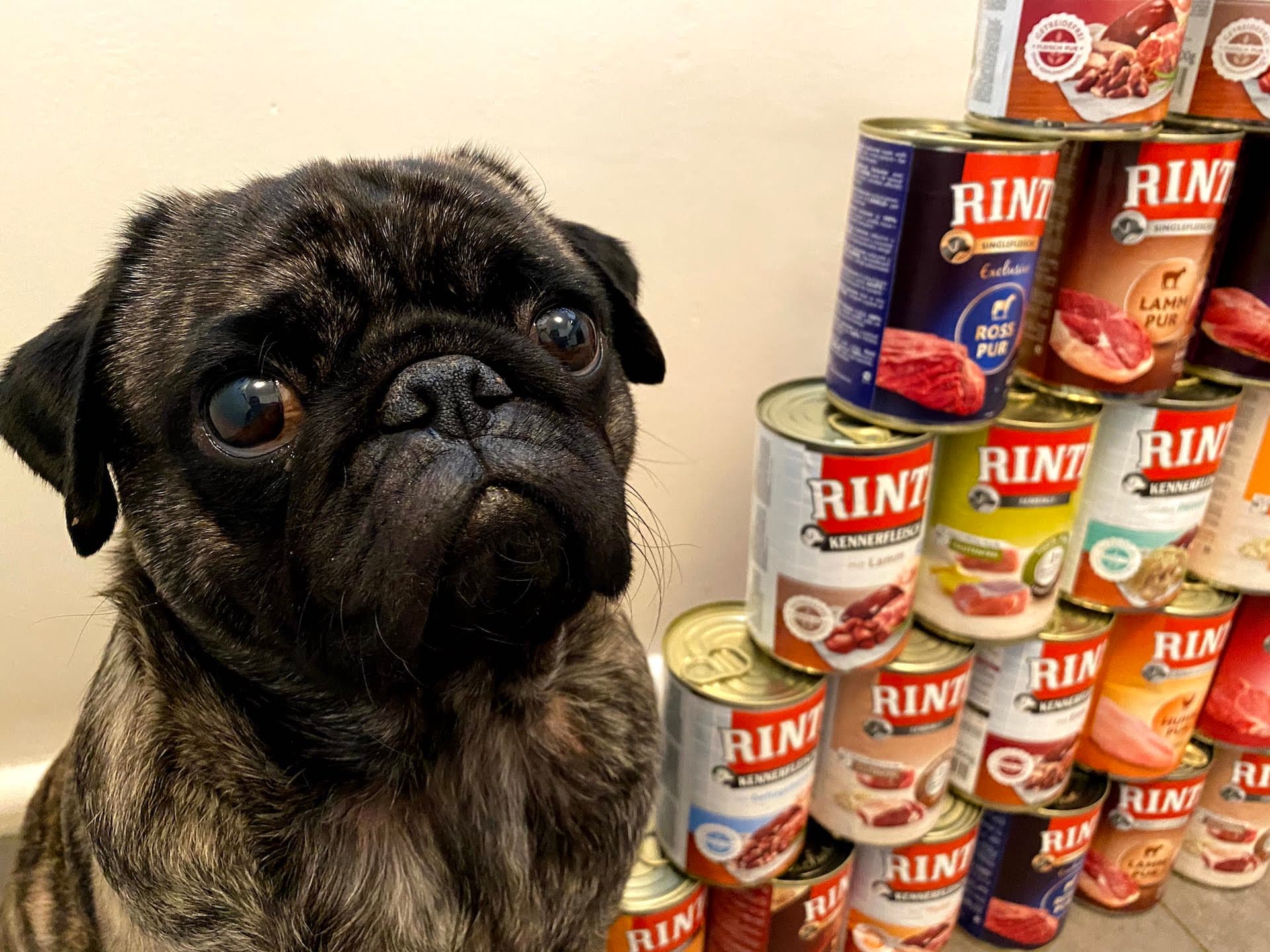 Rinti Hundefutter Test 2026: Bewertung & Erfahrungen