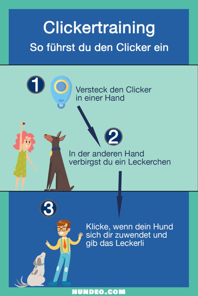 Eine Infografik zum Clickertraining für Hunde zeigt die Vorteile dieser Methode. Schritt 1: Den Clicker in einer Hand verstecken. Schritt 2: In der anderen ein Leckerli verstecken. Schritt 3: Klicken Sie, wenn sich der Hund zu Ihnen umdreht und belohnen Sie ihn. Eine Frau und ein Mann interagieren mit ihren Hunden. Text: hundeo.com.