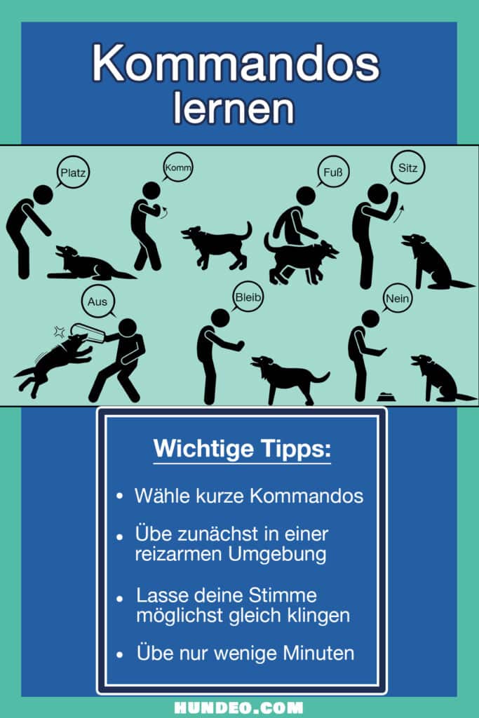 Eine deutsche Infografik mit dem Titel „Kommandos lernen“ bietet Anleitungen mit Abbildungen von Hunden und Trainern, die beliebte Befehle wie Platz, Komm und Fuß demonstrieren. Ein Abschnitt mit Tipps bietet Ratschläge zur Verwendung kurzer Befehle und zum Üben in einfachen Umgebungen, um die beliebtesten Hundetricks zu meistern.