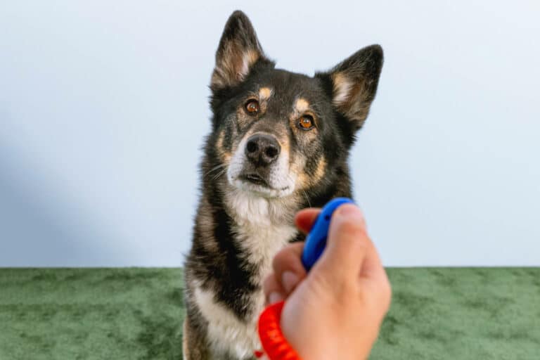 Ein Hund mit schwarz-braunem Fell blickt aufmerksam auf eine Person, die einen blau-roten Clicker hält, und demonstriert so die Vorteile des Clickertrainings. Die Szene ist vor einem hellblauen Hintergrund und einem grünen Teppich angesiedelt, perfekt für Übungen.