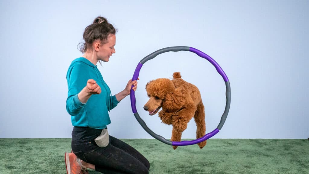 Eine Frau kniet auf dem Boden und hält einen Reifen, durch den ein brauner Pudel springt. In einen blauen Kapuzenpullover gekleidet, bereitet sie vor einer schlichten blauen Wand und einem grünen Boden die Bühne für ein spielerisches Hundetraining vor.