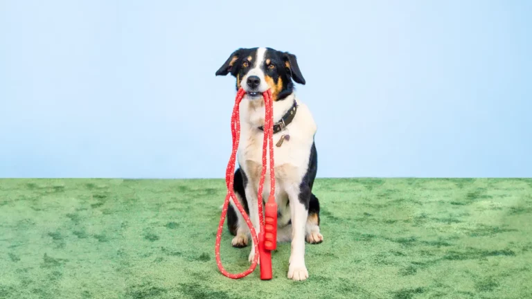 Ein schwarz-weiß-brauner Hund sitzt auf einer grünen Fläche vor einem blauen Hintergrund und zeigt einen der beliebtesten Hundetricks, indem er ein rotes Seilspielzeug im Maul hält.